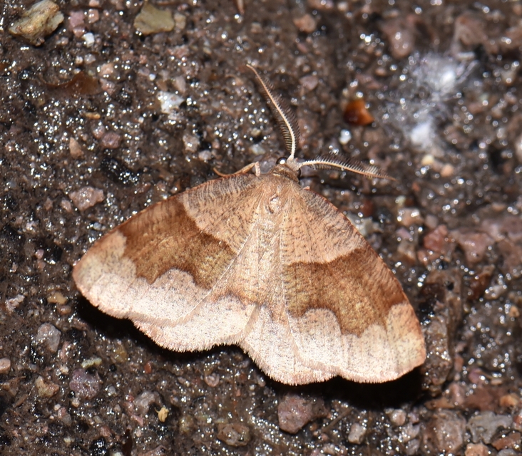 Plagodis pulveraria - szemcsés araszoló