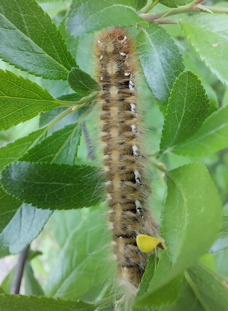 Lasiocampa quercus - tölgyfaszövő