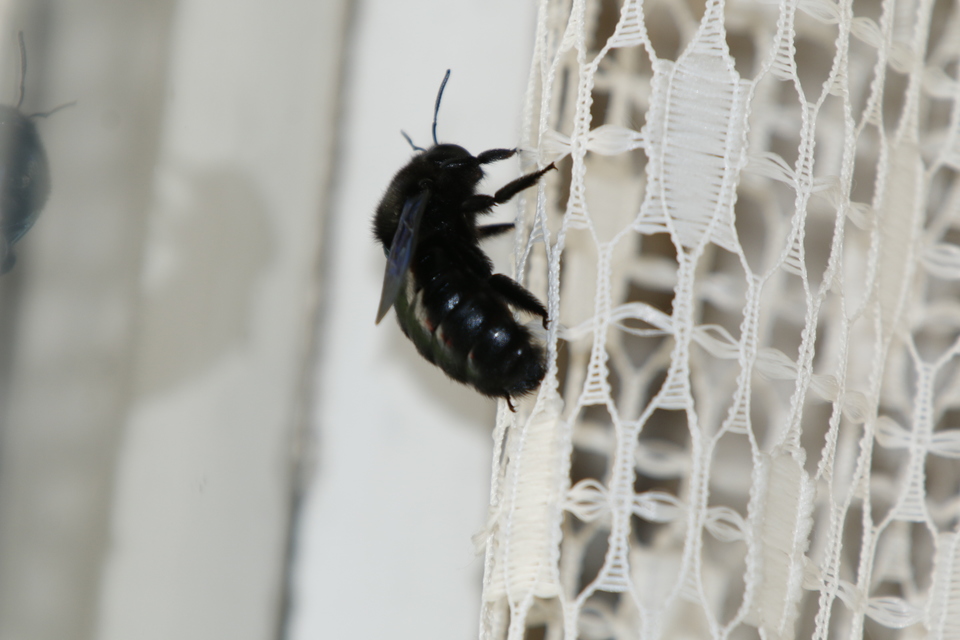 Xylocopa