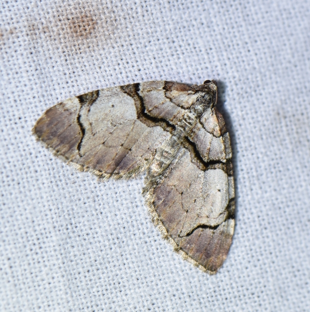 Anticlea derivata - vadrózsa-tarkaaraszoló