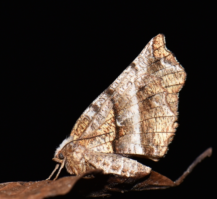 Selenia dentaria - kétfoltos holdasaraszoló