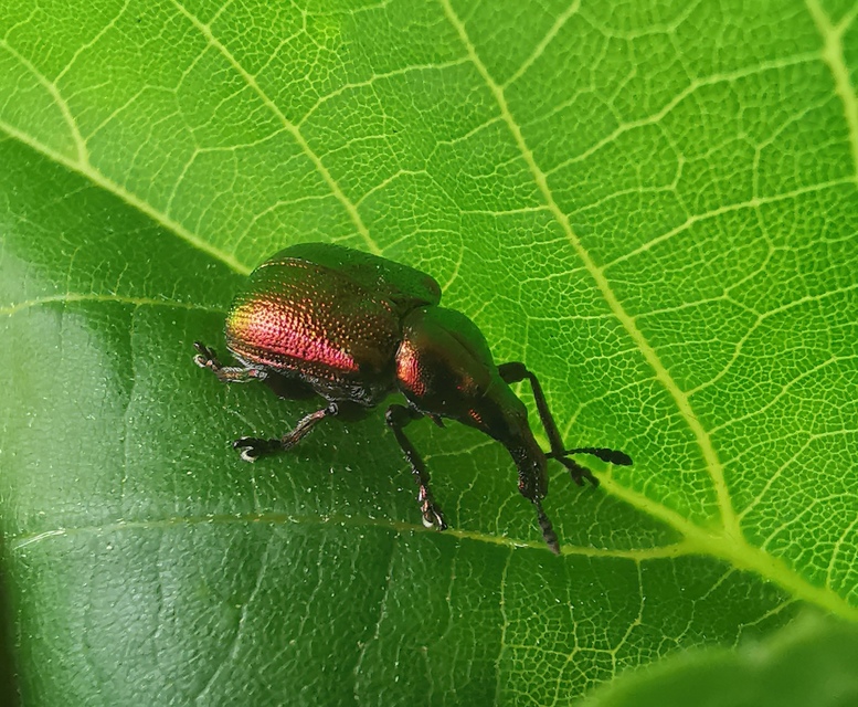 Byctiscus betulae - szőlő-levélsodró