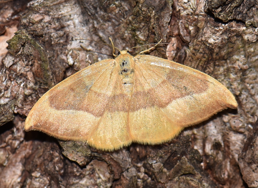 Watsonalla cultraria - bükkfa-sarlósszövő