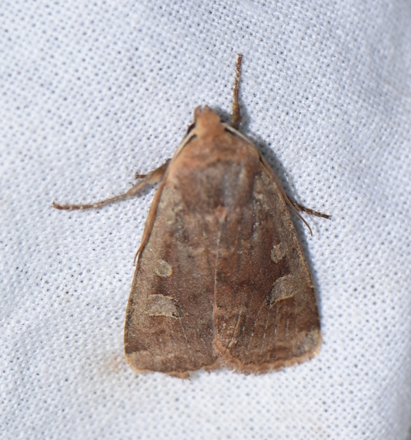Conistra erythrocephala - vörösfejű őszibagoly