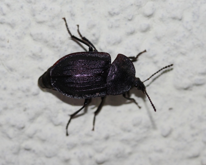 Phosphuga atrata - bordás csigarabló