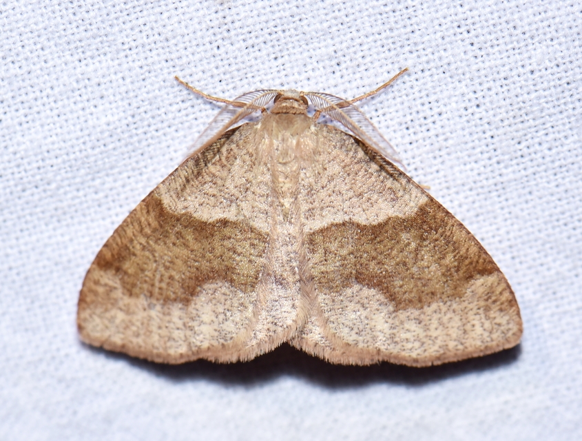 Plagodis pulveraria - szemcsés araszoló