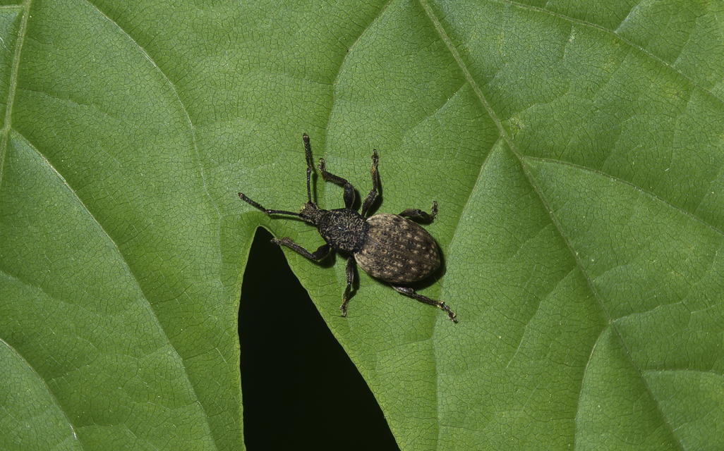 Otiorhynchus raucus - molyhos gyalogormányos