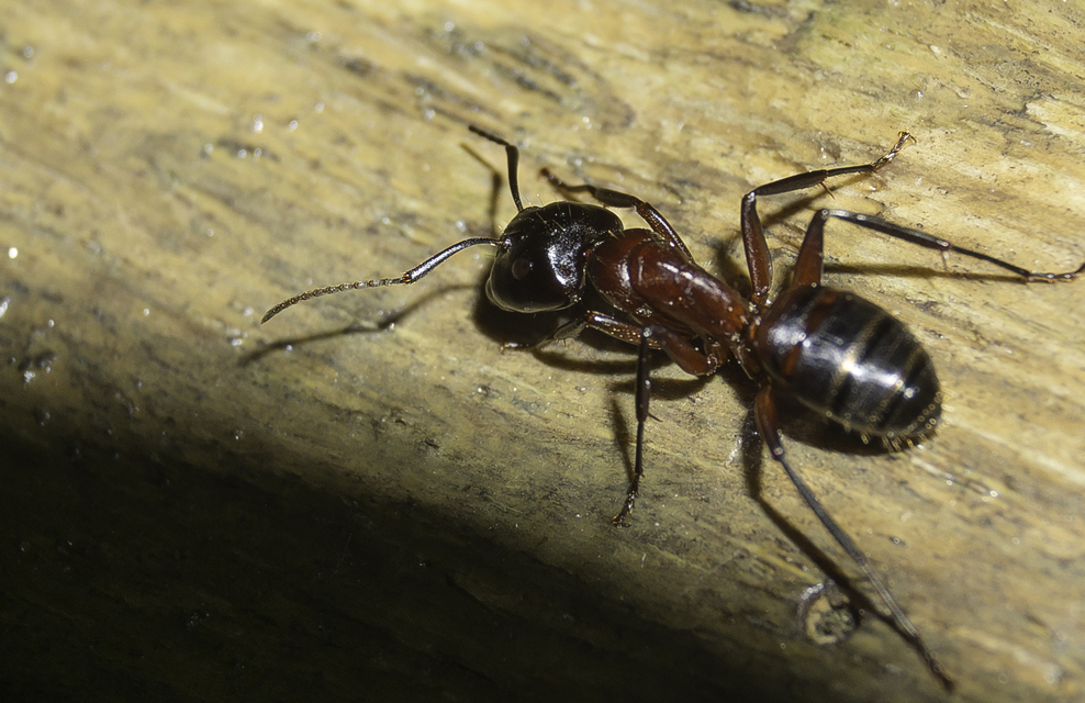Camponotus ligniperda - faodvasító lóhangya