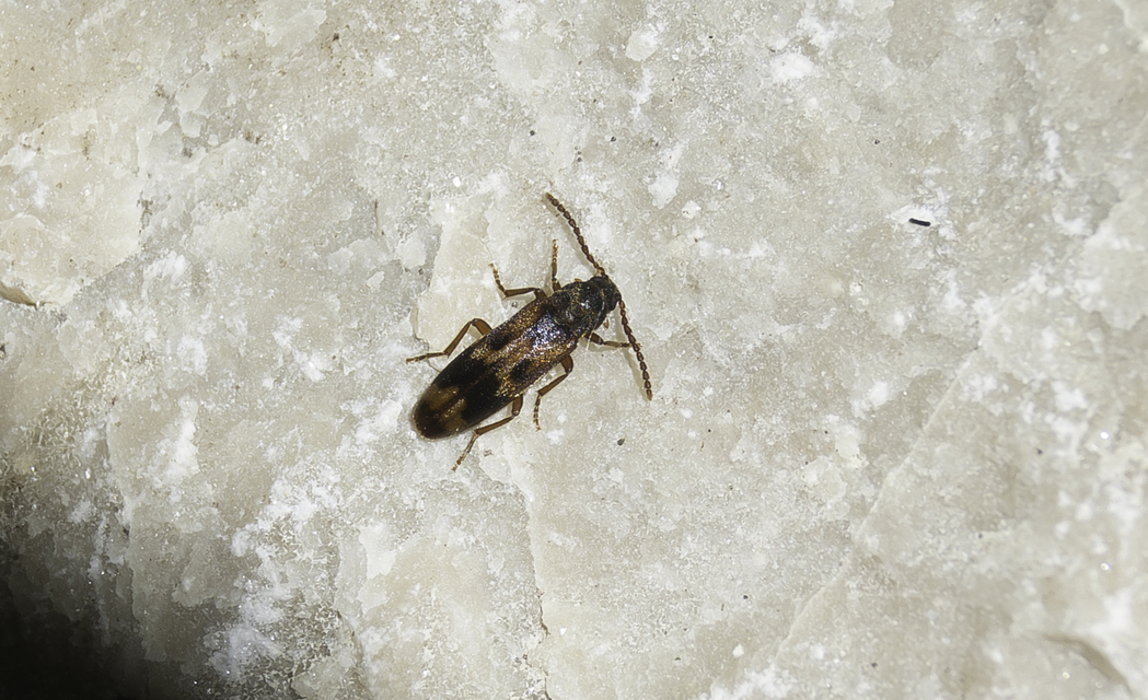Hypulus quercinus - tölgy-komorka Hypulus quercinus - tölgy-komorka