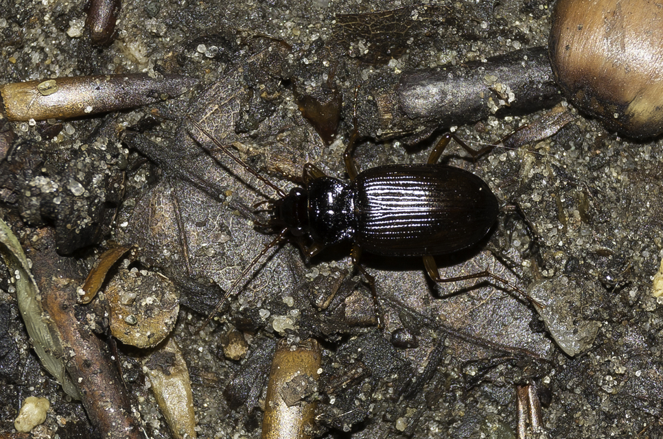 Nebria brevicollis - rövidnyakú partfutó