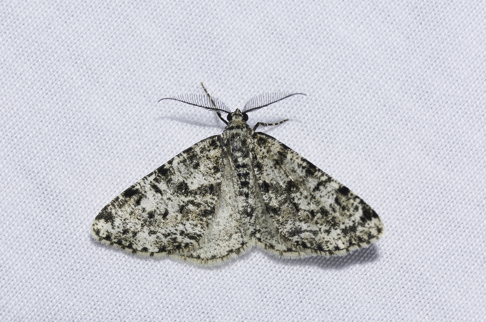Fagivorina arenaria - bükkfaaraszoló