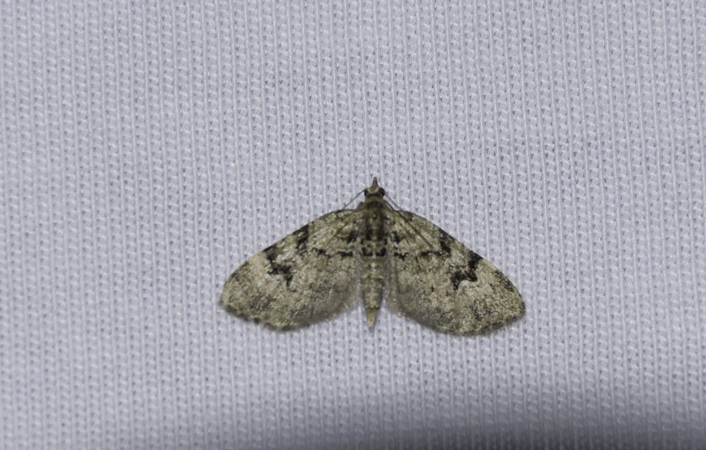 Chloroclystis v-ata - zöldes törpearaszoló