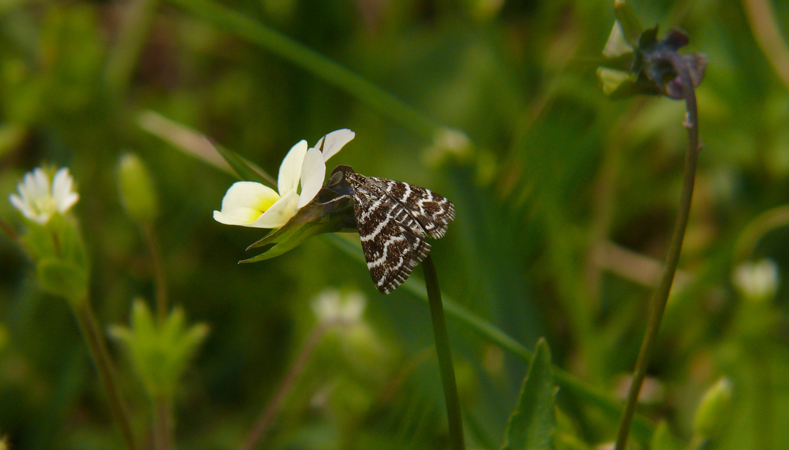 Evergestis alborivulalis - keleti kormosmoly