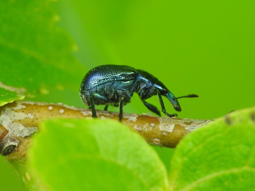 Byctiscus betulae - szőlő-levélsodró