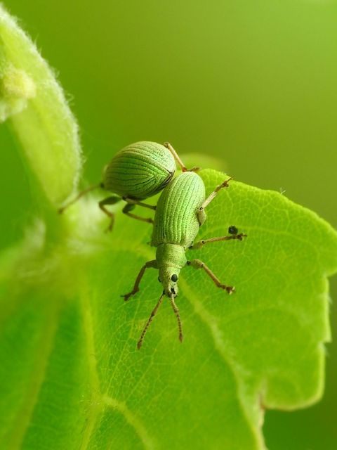 Phyllobius virideaeris - halványzöld levélormányos