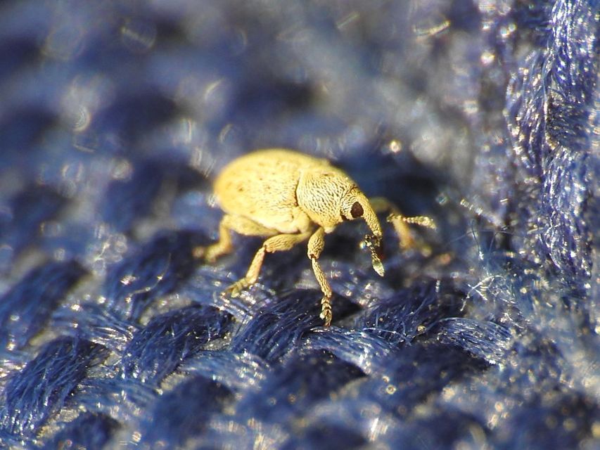 Tychius
