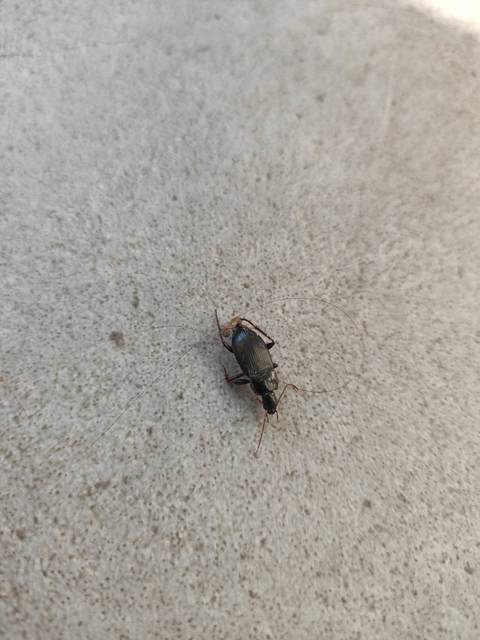 Calathus fuscipes - sokpontos tarfutó