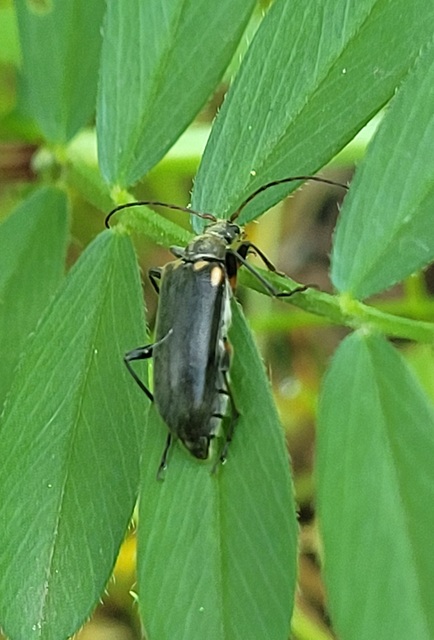 Cortodera humeralis - négyfoltos cserjecincér