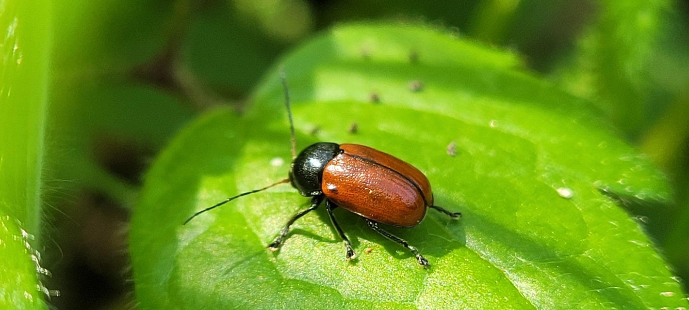 Cryptocephalus coryli - mogyoró-zömökbogár