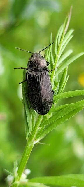 Selatosomus latus - széles pattanó