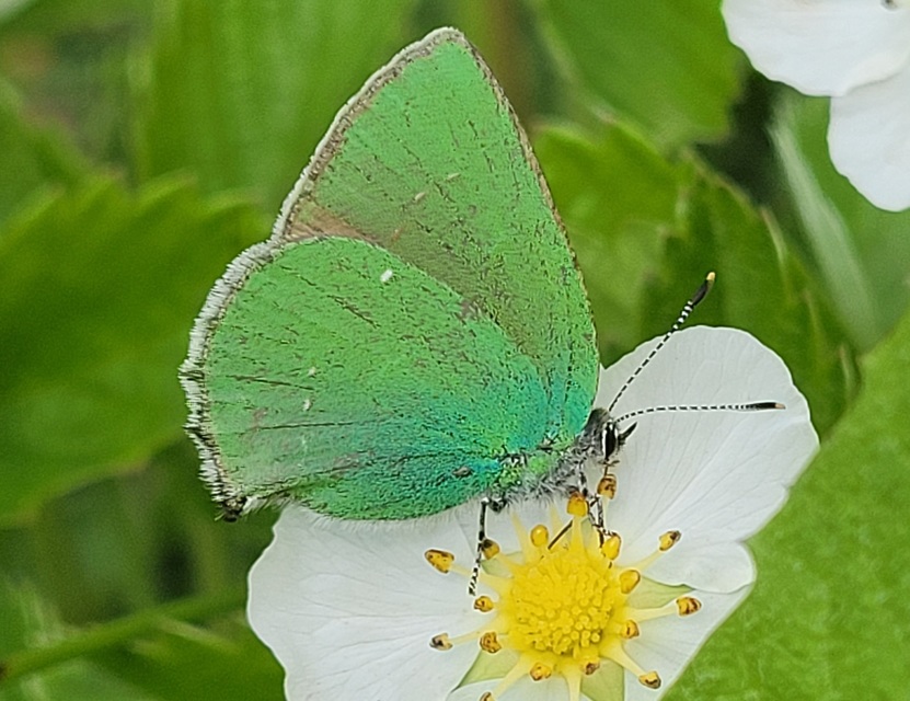 Callophrys rubi - zöldfonákú lepke