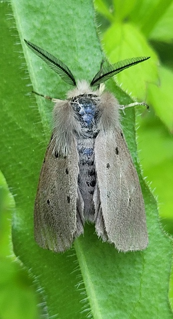 Diaphora mendica - felemás medvelepke