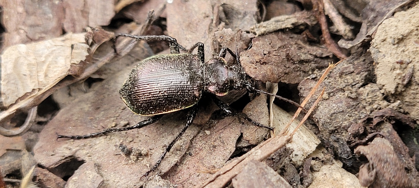 Calosoma inquisitor - kis bábrabló