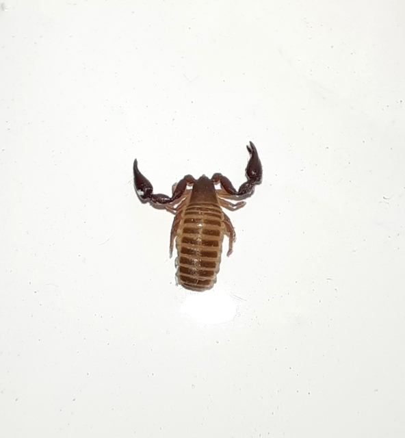 Pseudoscorpionida - Álskorpiók