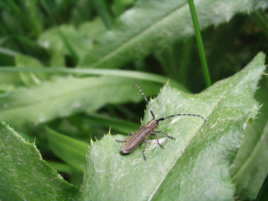 Agapanthia villosoviridescens - fehérgyűrűs bogáncscincér