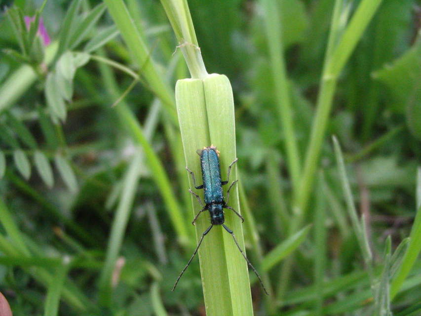 Agapanthia violacea - kék somkórócincér