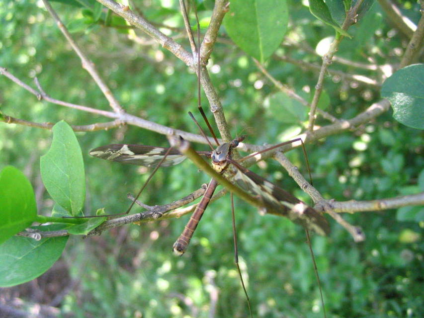 Tipula