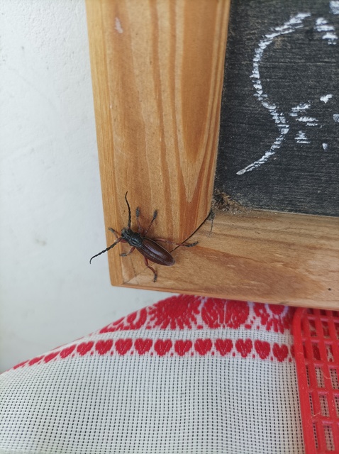 Dorcadion fulvum - barna gyalogcincér