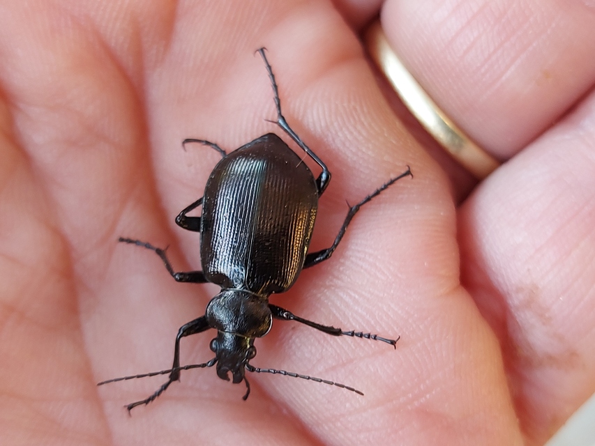 Calosoma inquisitor - kis bábrabló