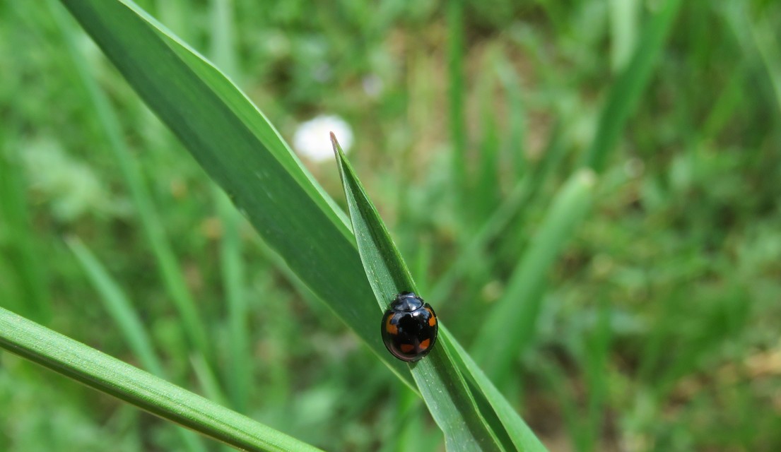 Exochomus quadripustulatus - négyfoltos szerecsenkata
