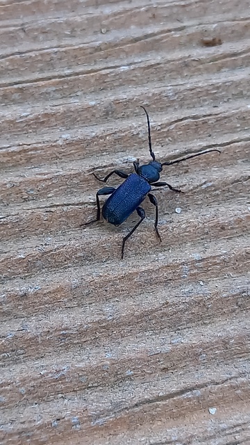 Callidium violaceum - kék korongcincér