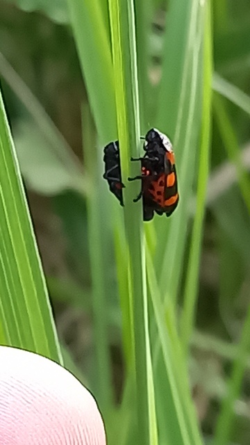 Cercopis sanguinolenta