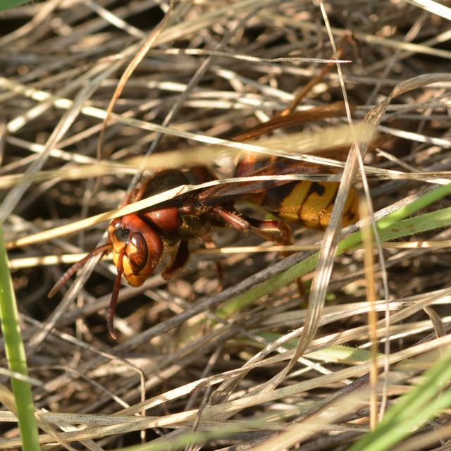 Vespa crabro - lódarázs