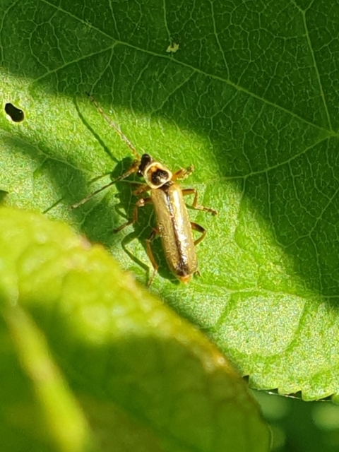 Metacantharis clypeata - tavaszi lágybogár