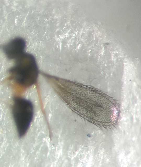 Ooctonus