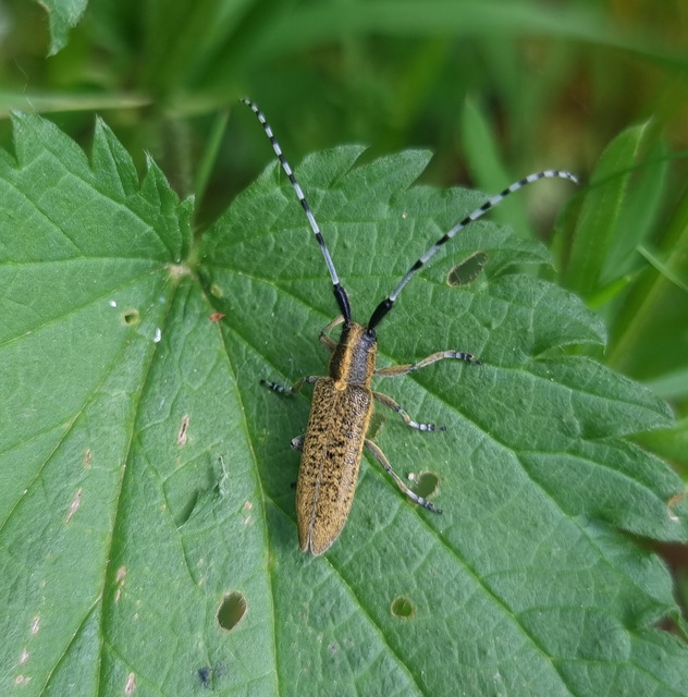 Agapanthia villosoviridescens - fehérgyűrűs bogáncscincér