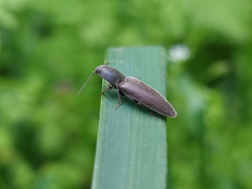 Athous haemorrhoidalis - szurkos pattanó