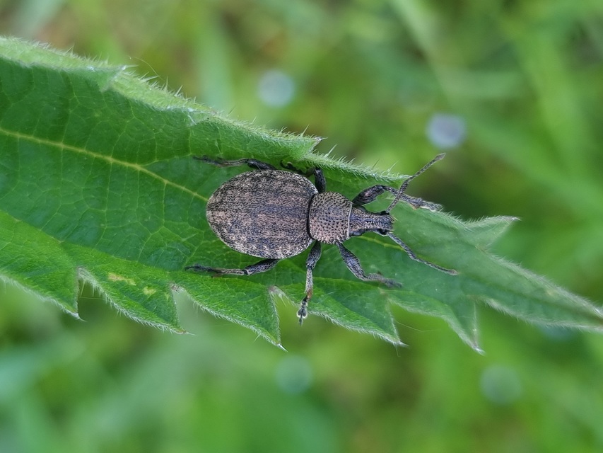 Otiorhynchus ligustici - vincellér-gyalogormányos