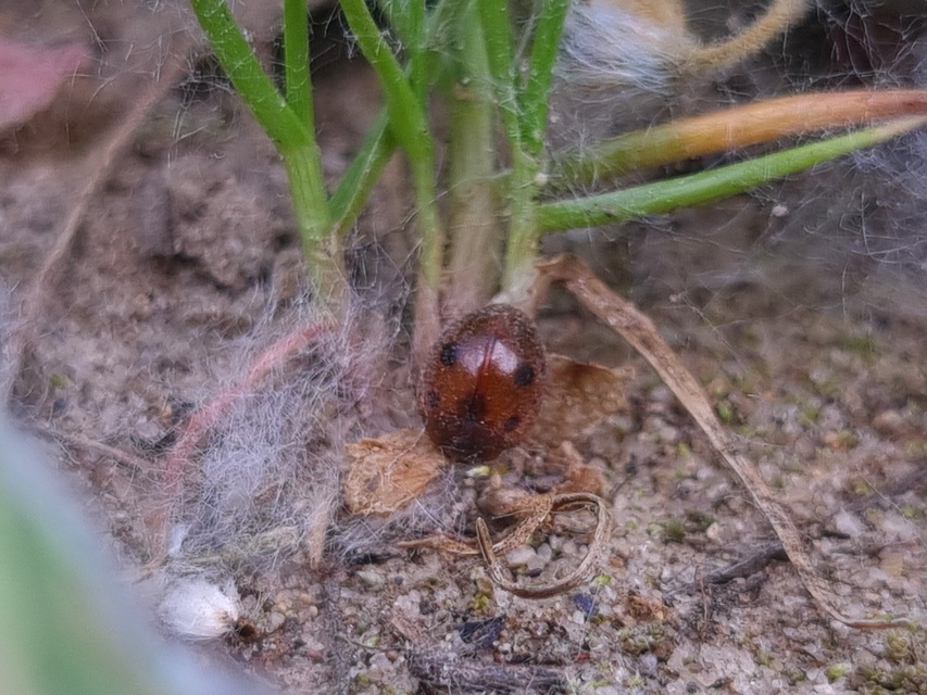 Cynegetis impunctata - pázsitfűböde