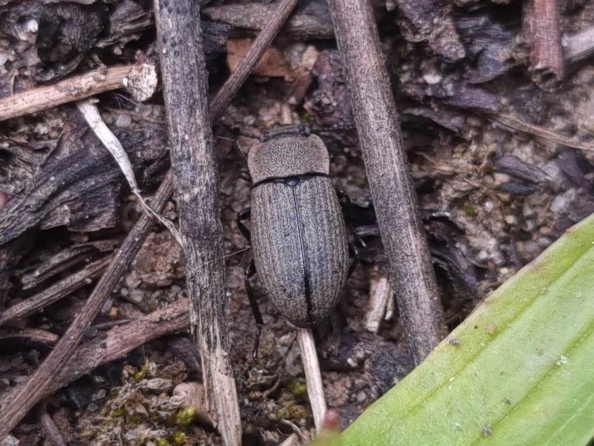 Gonocephalum granulatum pusillum