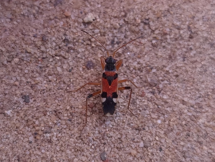 Beosus quadripunctatus - pettyes homokibodobács