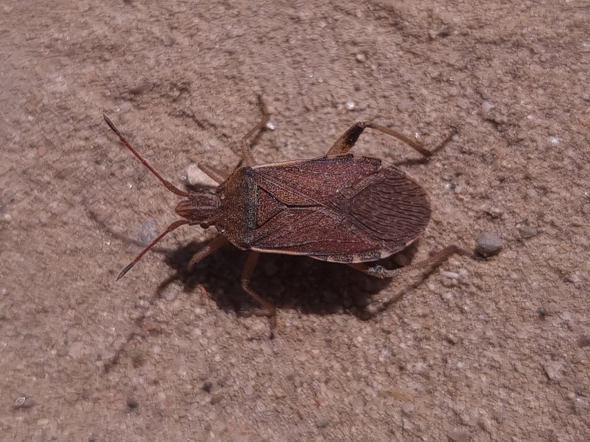 Ceraleptus obtusus