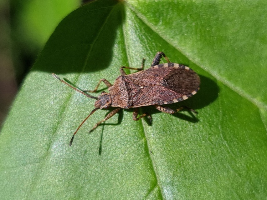 Ceraleptus gracilicornis - tüskéslábú karimáspoloska