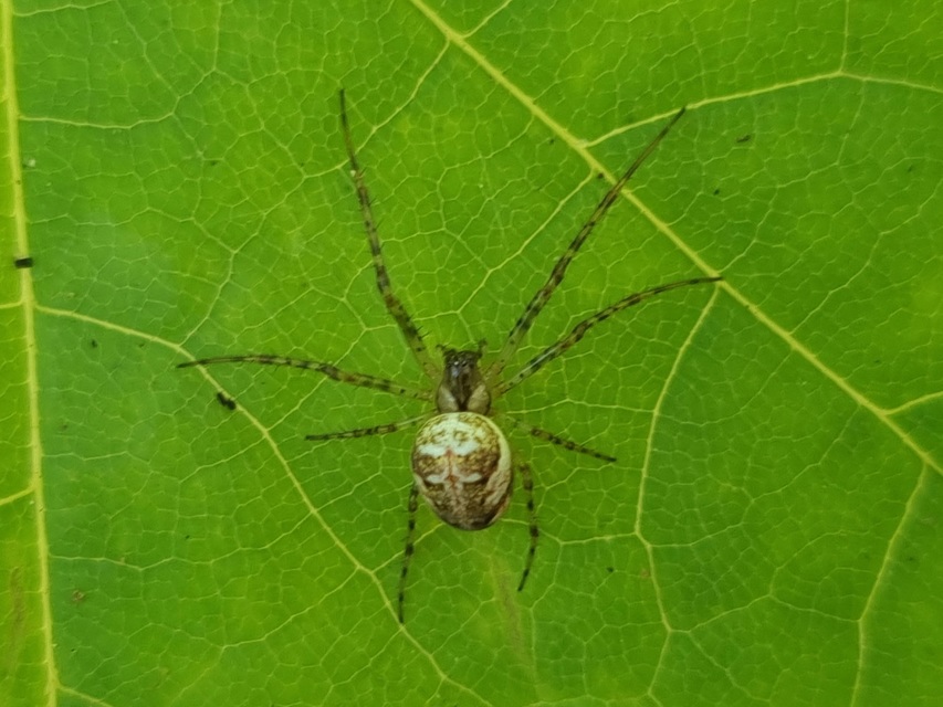 Metellina segmentata/mengei