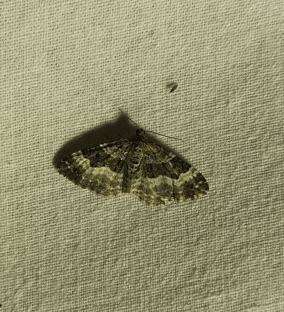 Epirrhoe alternata - galaj-tarkaaraszoló