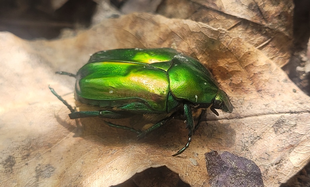 Protaetia affinis - smaragdzöld virágbogár